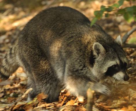 Waschbär, Fellzeichnung, Foto: Roman Vitt/Projekt Waschbär