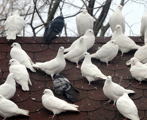 Vogelabwehr bibi Vogelabwehr, Tauben, Dach, Foto: bibi/fotolia.com