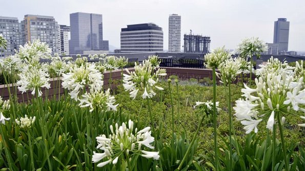 Flachdach, Blumen in Nahaufnahme, im Hintergrund eine Skyline, Foto: Alejandro / stock.adobe.com