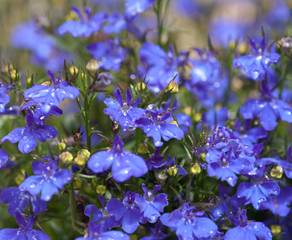 Steingarten Blaukissen Caliban Wiki Steingarten, Blaukissen, Männertreu, Foto: Caliban / Wikimedia Commons