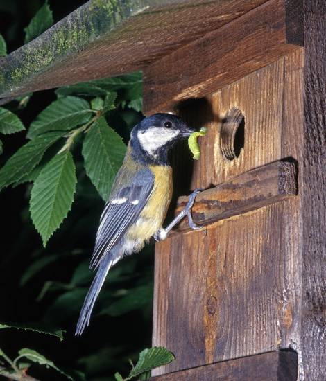 Nistkasten für Vögel, Naturgarten, Foto: Omika / fotolia.com