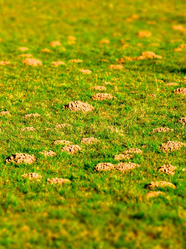 Wühlmaushügel, Maulwurf vertreiben, Garten, Foto: focus finder / fotolia.com