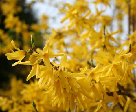 Hecke Bohres Hecke, Zaun, Sichtschutz, Hecken, Garten