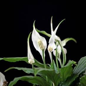 gruenewand einblatt fotolia Bilderjet spathiphyllum, blattfahne, zimmerpflanze, wandbegruenung, gruene wand, Bilderjet/fotolia.com