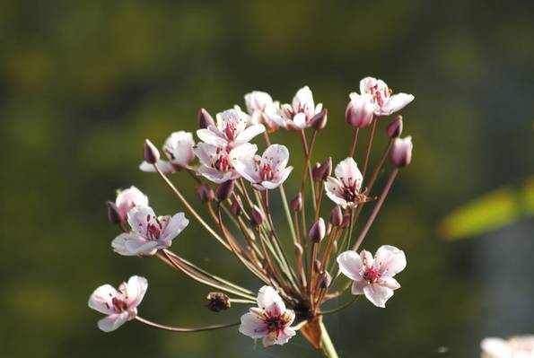 Schwanenblume, Naturgarten, Foto: Torsten Dietrich /fotolia.com
