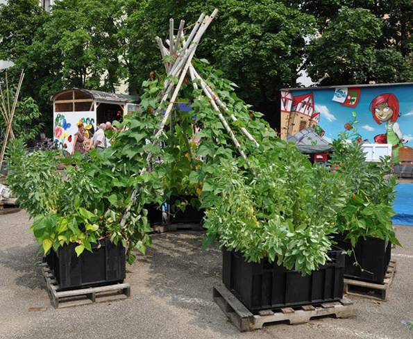 Urban Gardening, Bohnen-Tipi, Nürnberg, stadtgarten. Foto: stadtgarten-nuernberg.de
