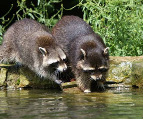 Waschbär, Nahrung, Foto: Martina Berg/fotolia.com