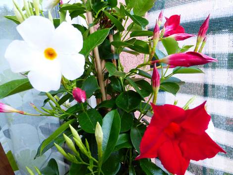 Dipladenia, kleiner Balkon, Sichtschutz, Foto: Katharina Richterstetter