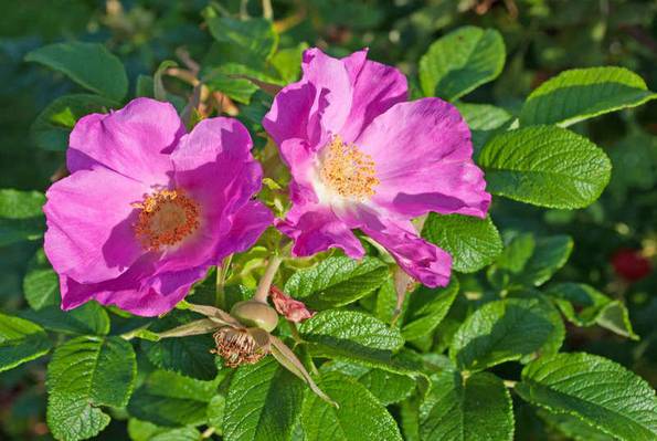 Kartoffelrose, Naturgarten, Foto: M. Schuppich / fotolia.com