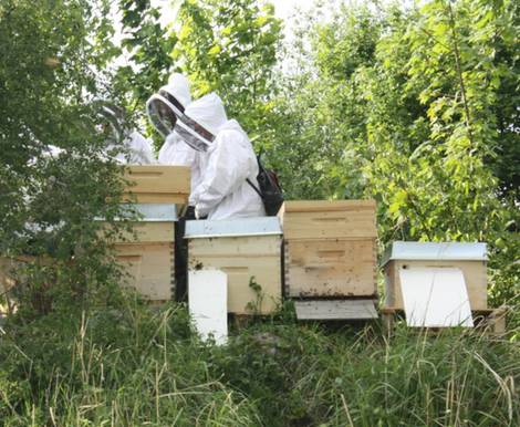o’pflanzt is!, München, Urban Gardening, Bienen. Foto: Martin Rasper / o-pflanzt-is.de