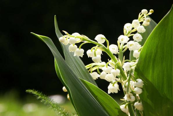 Maiglöckchen, Naturgarten, Foto: Thierry Morvan / fotolia.com