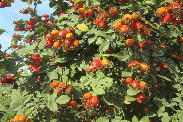 Hagebutten, naturnaher Garten, Foto: Kanusommer /fotolia.com