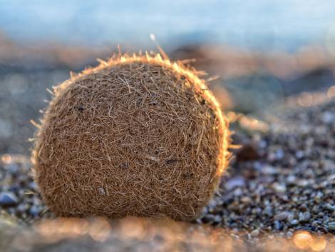 ökologische Dämmstoffe, Seegras, ein Seegrasball am Meeresufer, Foto: fotolia.de / meerblick09