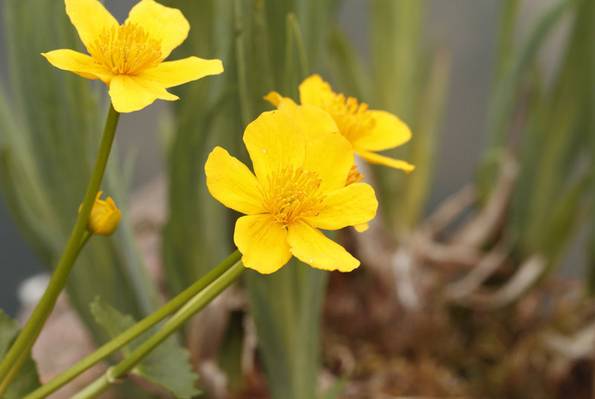 Sumpfdotterblume, naturnaher Garten, Foto: Torsten Dietrich / fotolia.com