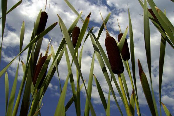 Schilf, naturnaher Garten, Foto: LianeM / fotolia.com