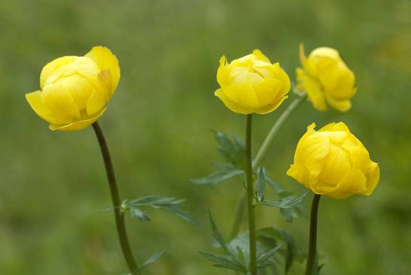 Trollblume, naturnaher Garten, Foto: Emer / fotolia.com