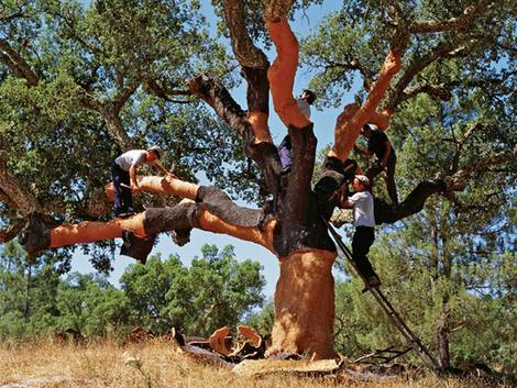 ökologische Dämmstoffe, Kork, Korkeichen in der Natur, die Rinde zum Teil abgeschält, Foto: Small Planet Supply