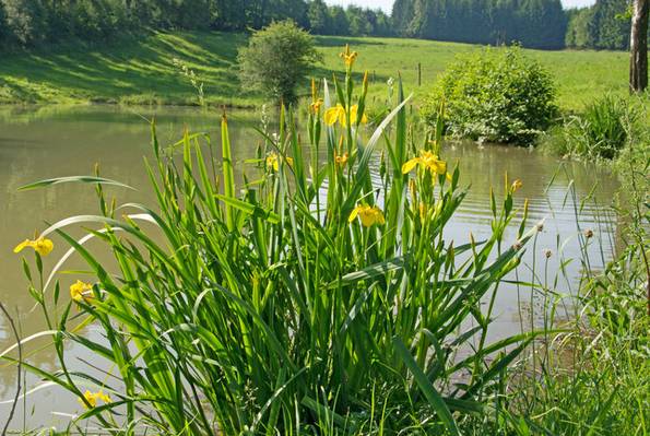 Schwertlilie, naturnaher Garten, Foto: M. Schuppich / fotolia.com