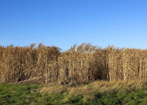 Miscanthus Brennstoff emjaysmith fotolia Miscanthus, Brennstoff, Feld, Foto: emjay smith/fotolia.com