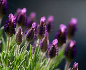 Steingarten Lavendel Dr Cross Wiki Steingarten, Lavendel, Foto: Dr.Cross / Wikimedia Commons