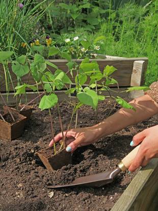 Hochbeet Bepflanzen tsach Hochbeet selber bauen, diy, Pflanzen, Obst, Gemüse, Kräuter, Foto: tsach - Fotolia.com