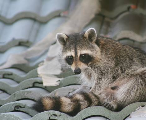 Waschbär, Dachboden, Foto: debster/fotolia.com