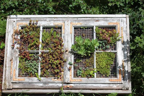 gruenewand DIY fensterrahmen Bilderrahmen gestalten, do it yourself ideen, Pflanzen, sukkulenten, Foto: www.antik-natur.de