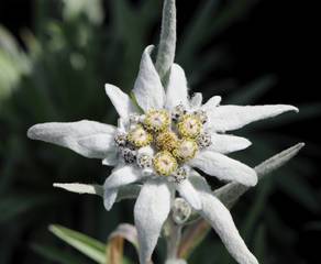 Steingarten Edelweiss Friedrich Boehring Wiki Steingarten, Edelweiß, Foto: Friedrich Böhringer / Wikimedia Commons