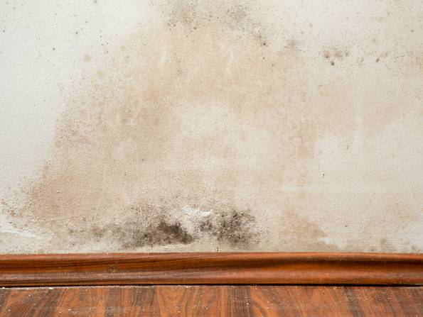 Bautrocknung, nasse Wand mit Schimmel, Foto: urbans78 / stock.adobe.com