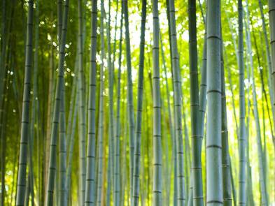 Naturtapeten, Bambus, Foto: Travel Wild / stock.adobe.com