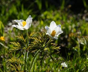 Steingarten Alpen Kuhschelle Friedrich B Wiki Steingarten, Küchenschelle, Alpenkuhschelle, Foto: Friedrich Böhringer / Wikimedia Commons
