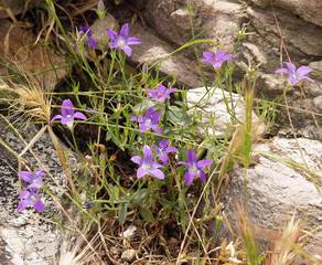 Steingarten Glockenblume Joerg Hempel Wiki Steingarten, Glockenblume, Foto: Jörg Hempel / Wikimedia Commons