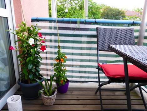 kleiner Balkon, Sichtschutz, Dipladenia, Schwarzäugige Susanne, Foto: Katharina Richterstetter