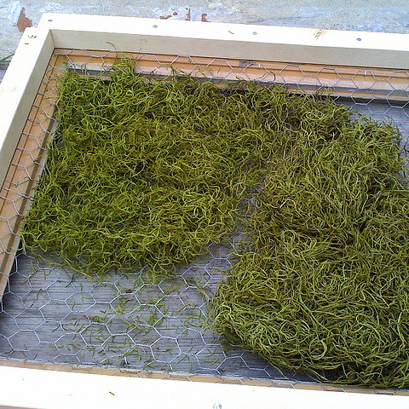 Grune Wand Raffinierter Blickfang Fur Die Wohnung Bauen De