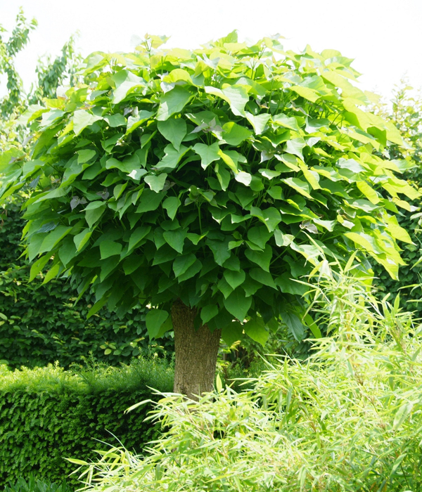 Bäume im Garten Zierde und Schattenspender bauen.de