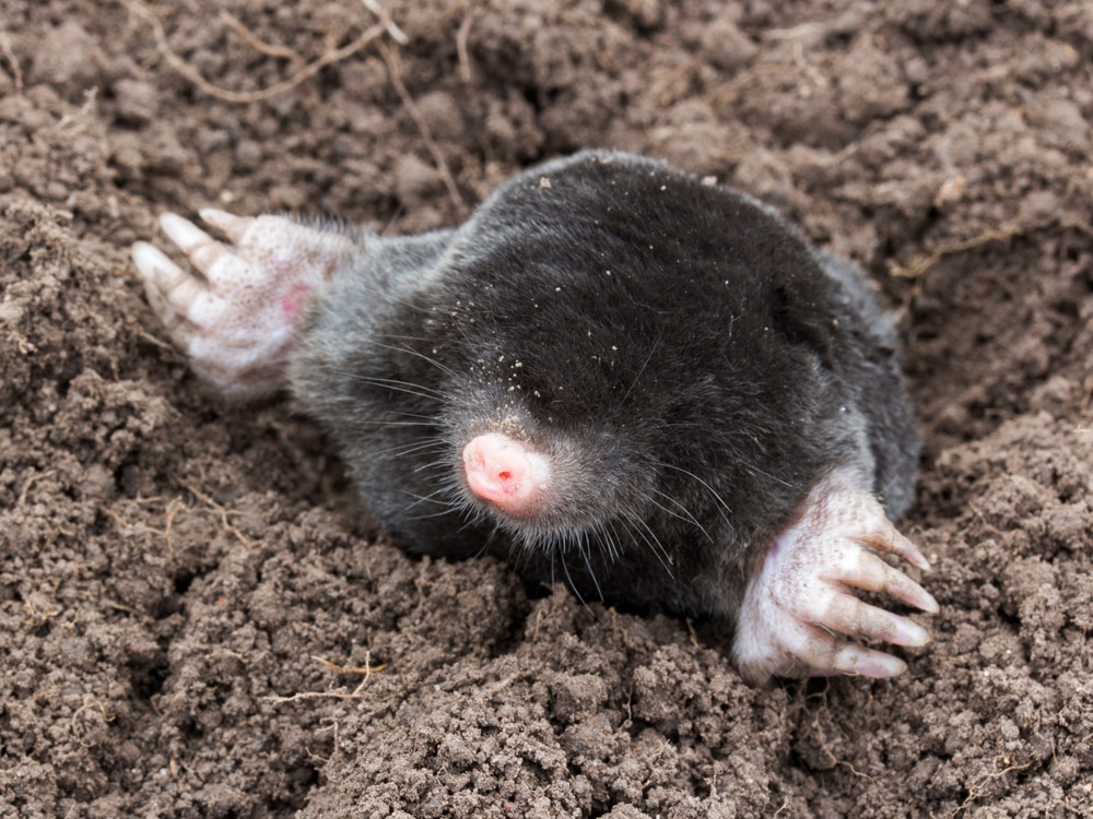 Maulwurf Im Garten So Lasst Er Sich Vertreiben Bauen De