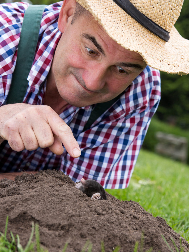 22+ schlau Bild Ameisenplage Im Garten Bekämpfen