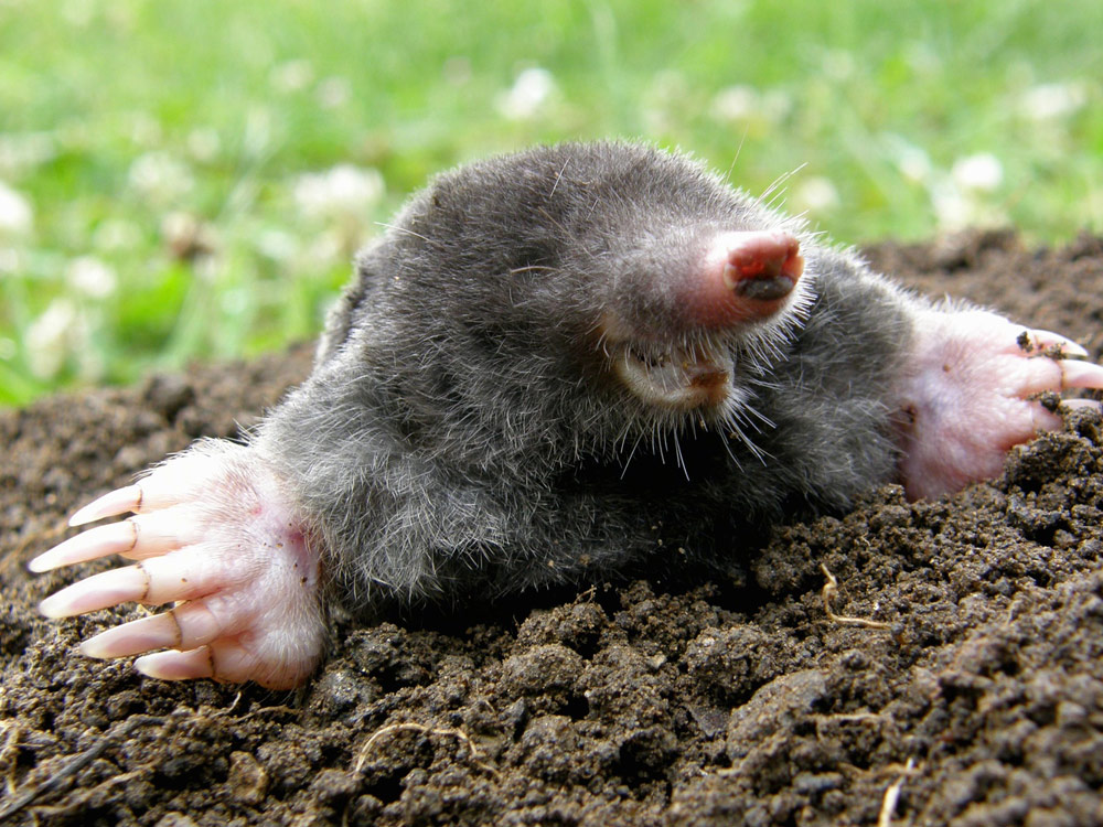 Maulwurf im Garten - So lässt er sich vertreiben - bauen.de