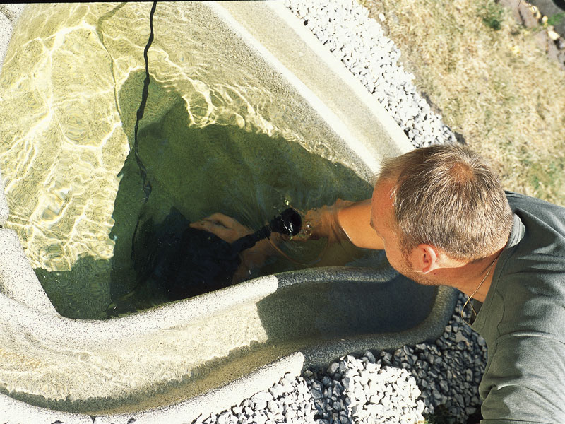 Teich anlegen: in 9 Schritten zum Gartenteich - bauen.de