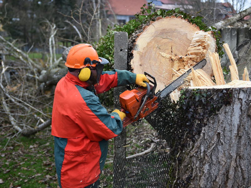 Baum fällen für den Hausbau bauen.de